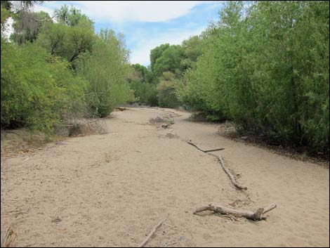 Hassayampa River Preserve