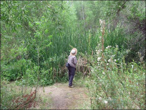 Hassayampa River Preserve