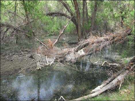 Hassayampa River Preserve