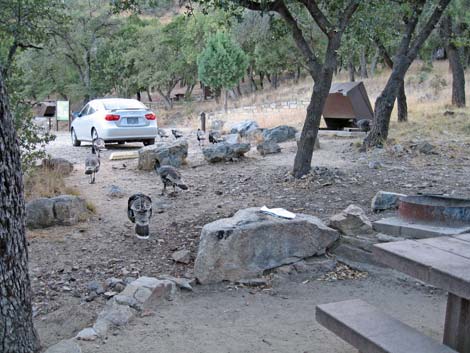 Madera Canyon, Santa Rita Mountains, Arizona