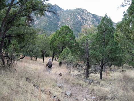 Madera Canyon, Santa Rita Mountains, Arizona