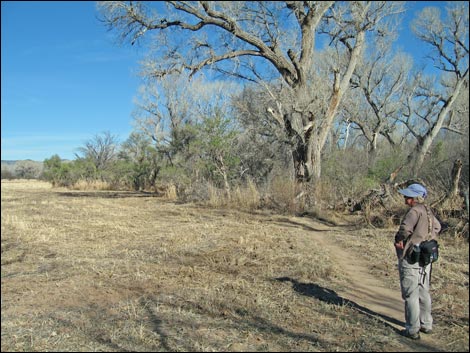 Patagonia-Sonoita Creek Preserve