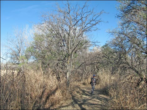 Patagonia-Sonoita Creek Preserve