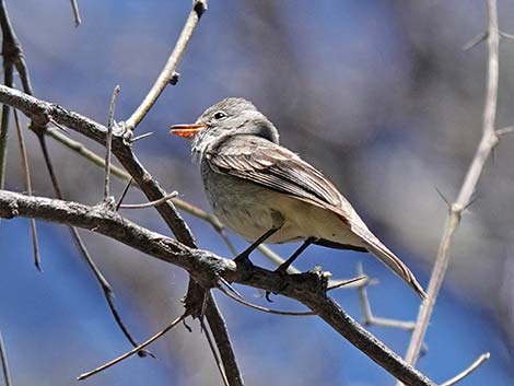 Patagonia-Sonoita Creek Preserve