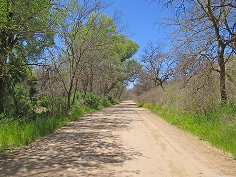 Patagonia-Sonoita Creek Preserve