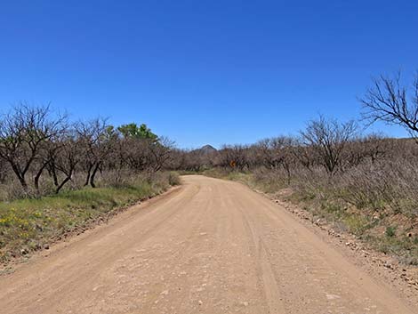 Patagonia-Sonoita Creek Preserve