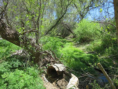 Patagonia-Sonoita Creek Preserve