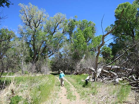 Patagonia-Sonoita Creek Preserve