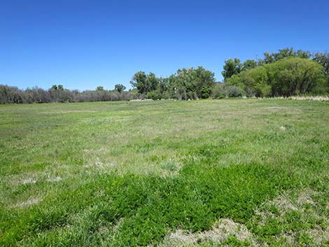 Patagonia-Sonoita Creek Preserve