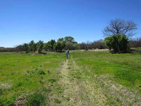 Patagonia-Sonoita Creek Preserve