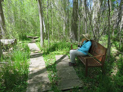 Patagonia-Sonoita Creek Preserve