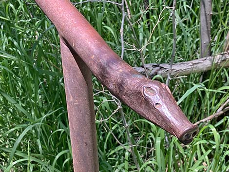 Patagonia-Sonoita Creek Preserve