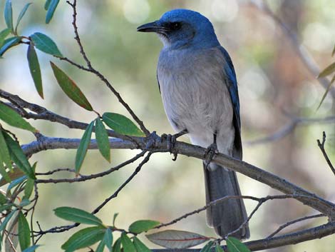 mexican jay