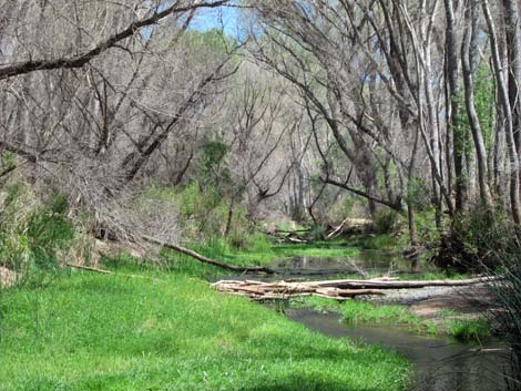 San Pedro Riparian National Conservation Area