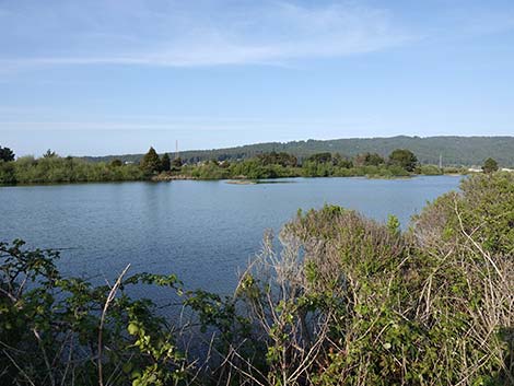 Arcata Marsh