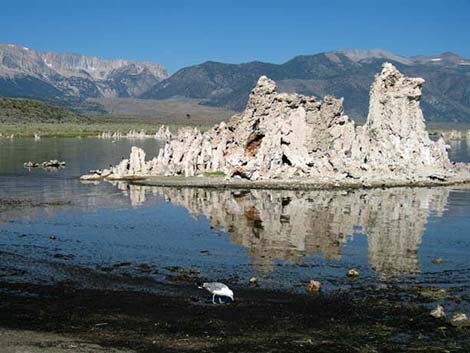 mono lake