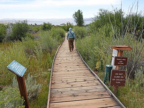 Boardwalk Trail