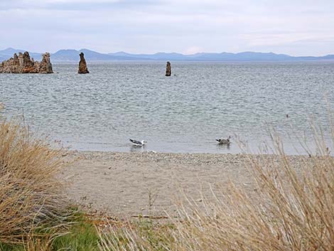 South Tufa Towers Trail