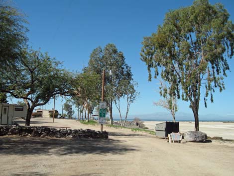 Birding the Salton Sea