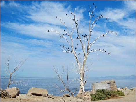 Salton Sea