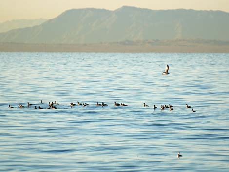 Birding the Salton Sea