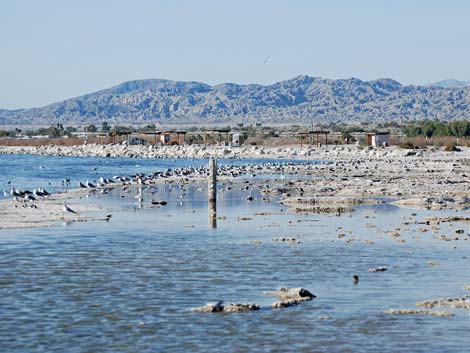 Birding the Salton Sea