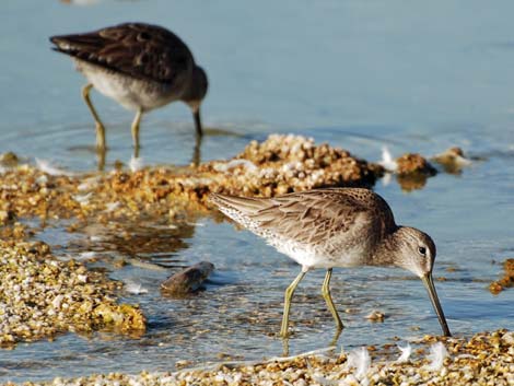 Birding the Salton Sea