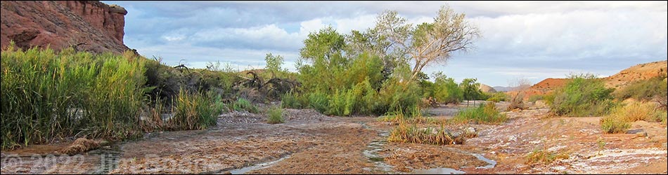 Birding Around Bitter Spring