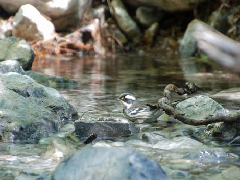 Birding Fletcher Canyon