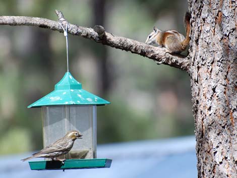 bird feeder in Kyle Canyon