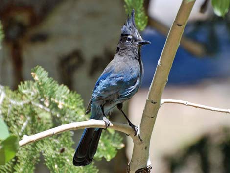 Kyle Canyon Birding