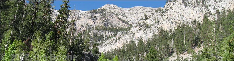 Birding Around Kyle Canyon