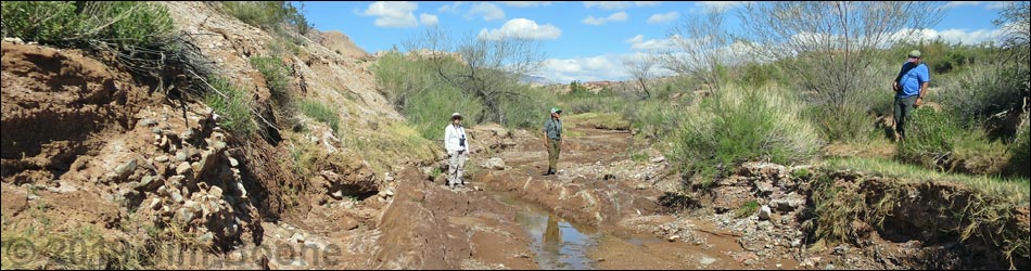 Birding Gold Butte