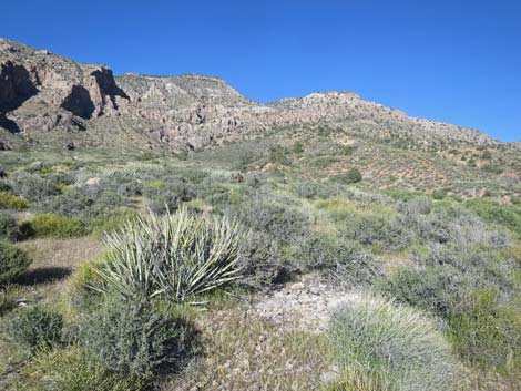 Birding Gold Butte