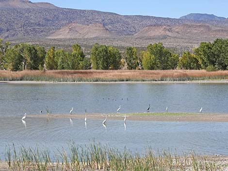 Pahranagat NWR