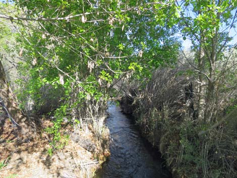 Warm Springs Natural Area