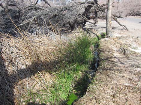 Mesquite Spring