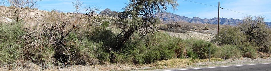 Birding Around Travertine Springs