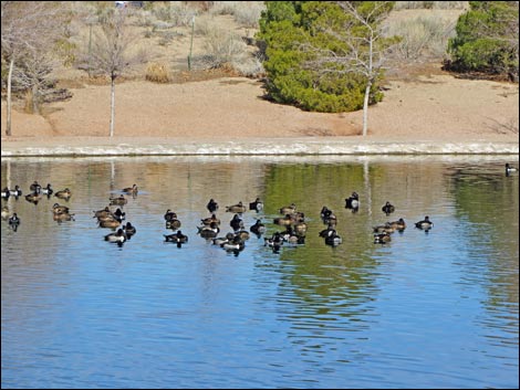 Boulder City Veterans Memorial Park