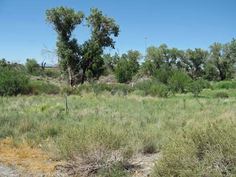 Las Vegas Springs Preserve