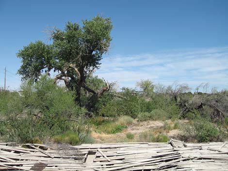 Las Vegas Springs Preserve