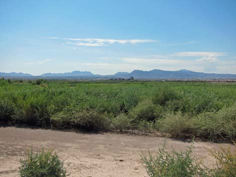 Clark County Wetlands Park