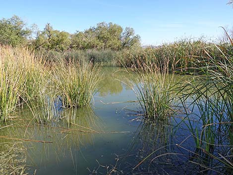 Clark County Wetlands Park