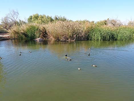 Clark County Wetlands Park