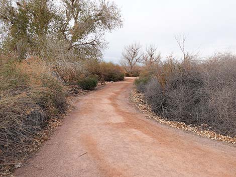 Clark County Wetlands