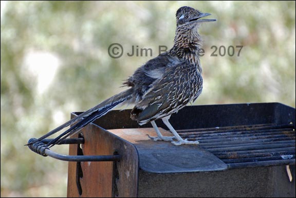 Roadrunner on campfire grill