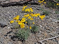 Daisys in the Mountains