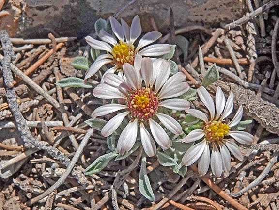 Daisys in the Mountains