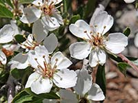 Wild Crab Apples