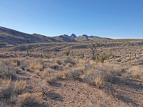 Grasslands Trail